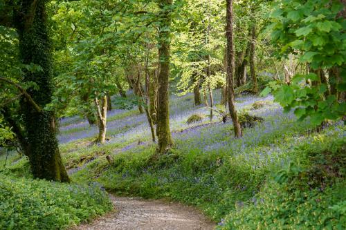 Bluebell Magic at The Lost Gardens of Heligan 